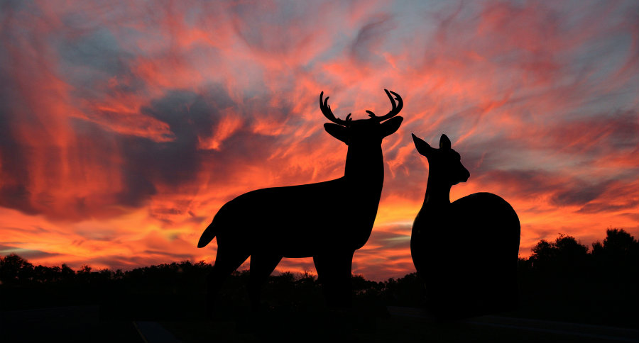 La saison de chasse